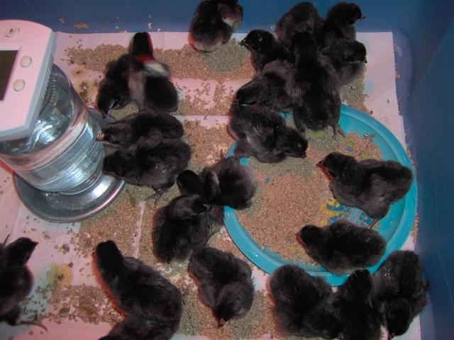 47708_my_la_fleche_chicks_from_ideal_poultry_009.jpg