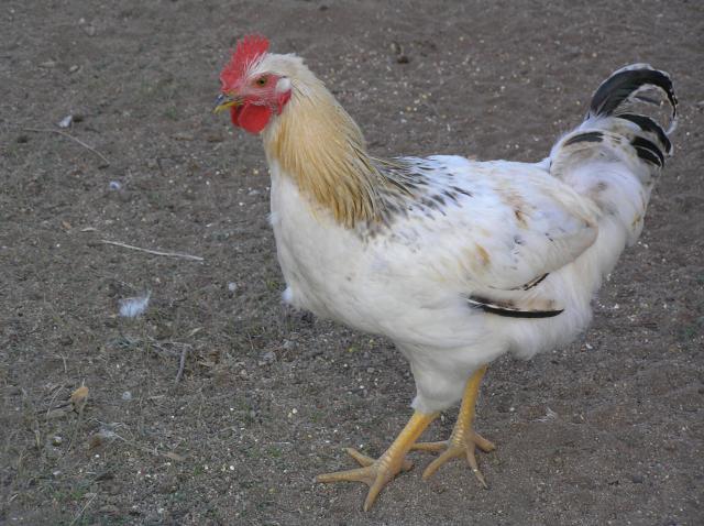 47713_chickens_004.jpg