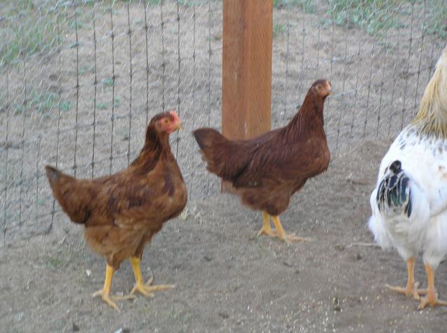 47713_chickens_005.jpg