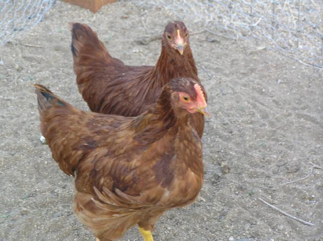 47713_chickens_011.jpg