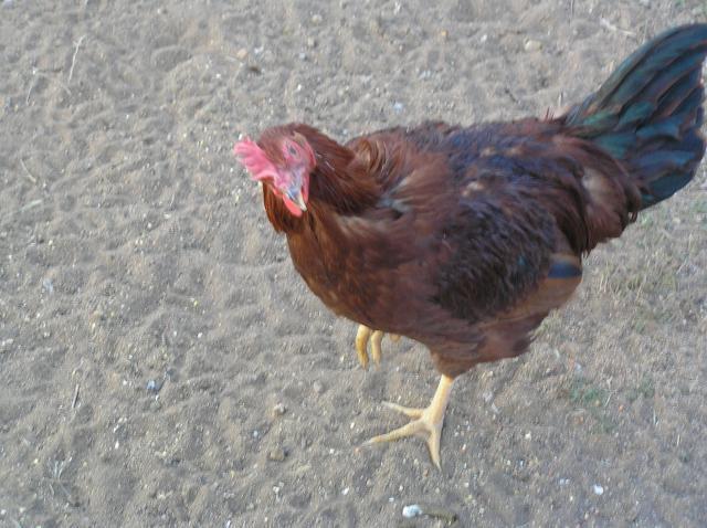 47713_chickens_012.jpg