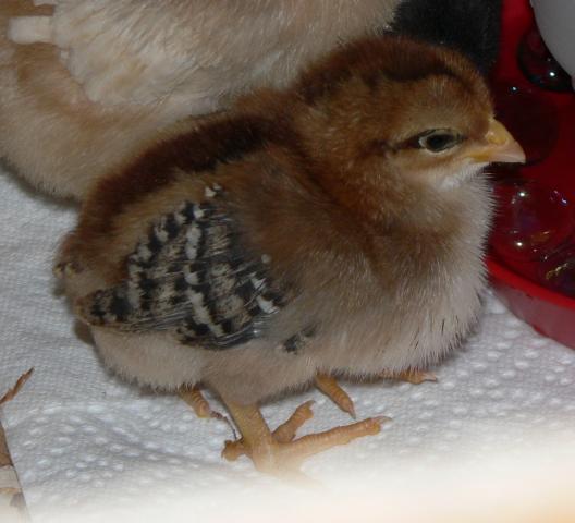 47715_zw_pullet2.jpg