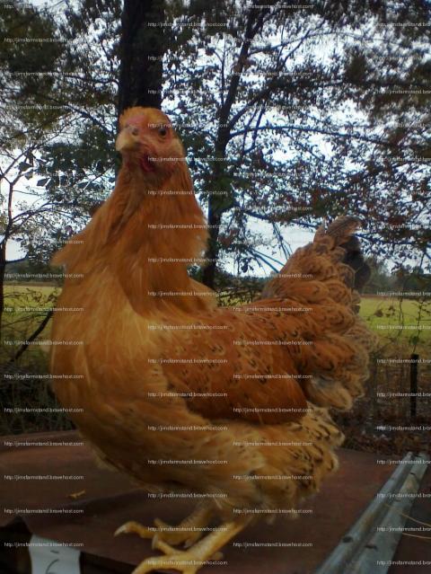 47716_2_buff_x_patridge_chantecler_pullet.jpg