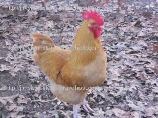 47716_4_buff_cockerel_chantecler_improvement_project.jpg