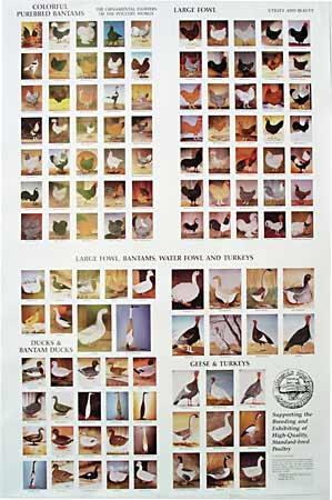 47716_apa_poster.jpg