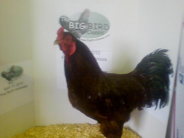 47716_best_of_breed_buckeye.jpg