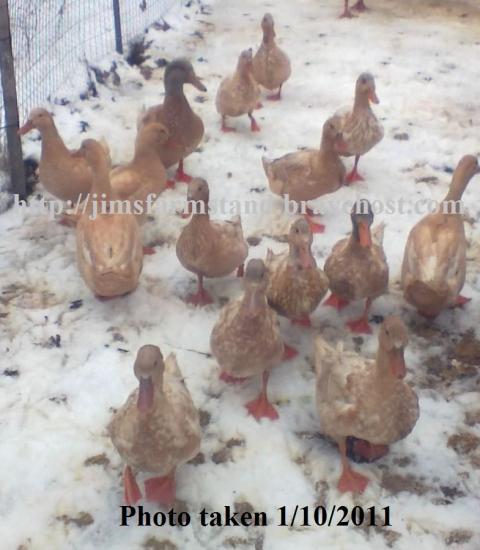 47716_buff_duck_flock_1.jpg