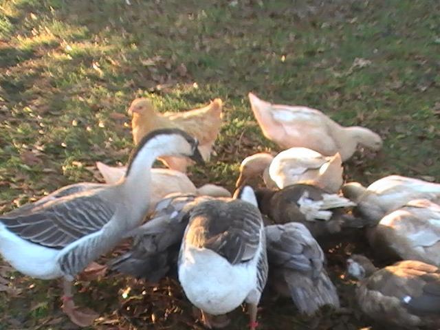 47716_buff_ducks_and_geese.jpg