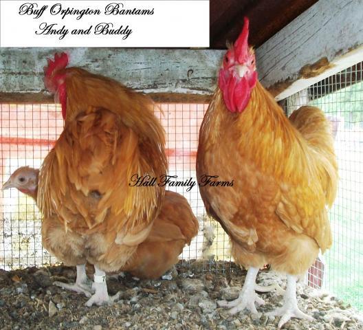 47716_buff_orp_bantam_andy_and_buddy.jpg