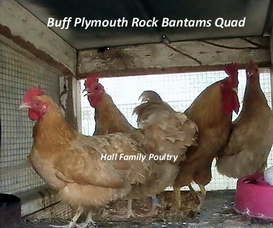 47716_buff_plymouth_rock_quad.jpg