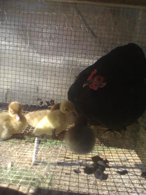 47716_cochin_bantam_and_her_muscovy_ducklings.jpg