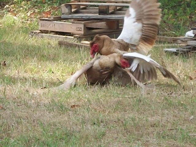 47716_duck_fight_1.jpg