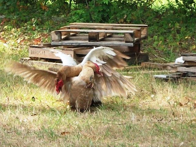 47716_duck_fight_2.jpg
