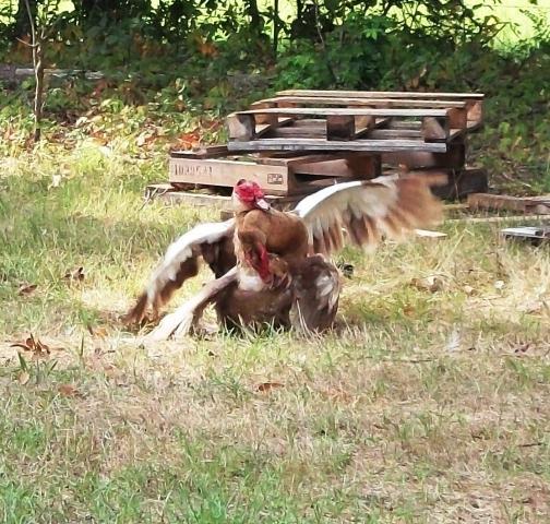 47716_duck_fight_3.jpg