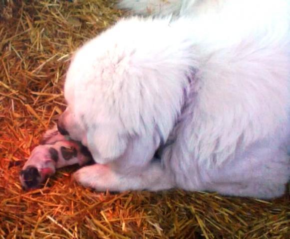 47716_first_puppy.jpg