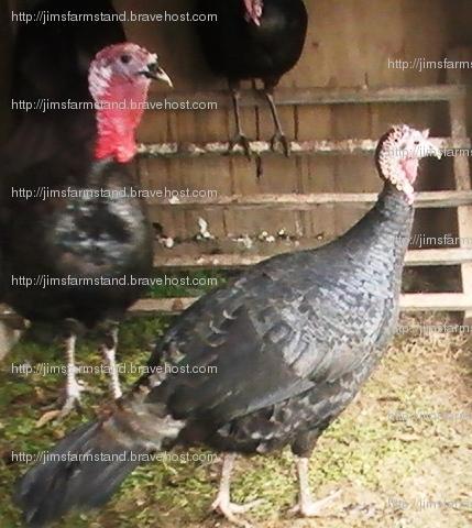 47716_heritage_black_turkeys.jpg