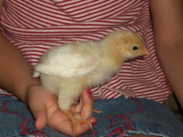 47716_lamona_chick_at_4_weeks_b.jpg