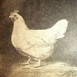 47716_lamona_pullet.jpg