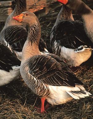 47716_metzertoulousegoose.jpg