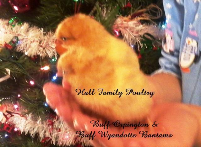 47716_nicole_xmas_chicks_2.jpg