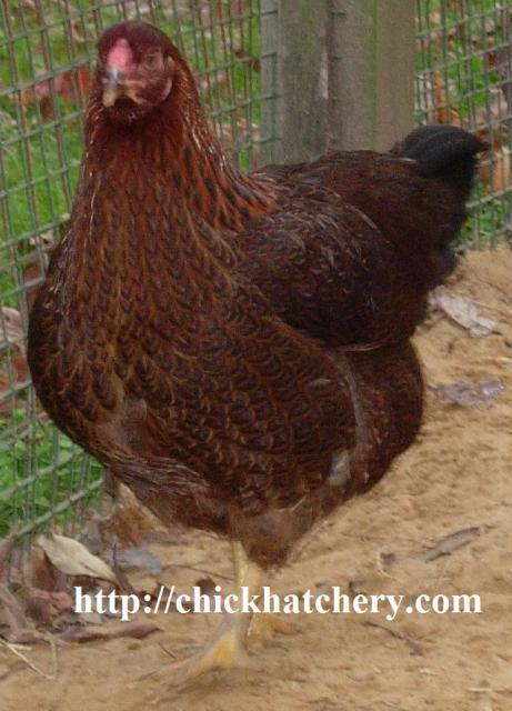 47716_partridge20chantecler20pullet.jpg