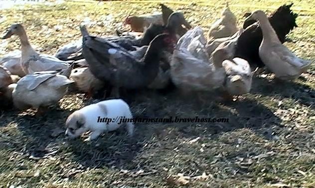 47716_plgd_and_poultry_007.jpg