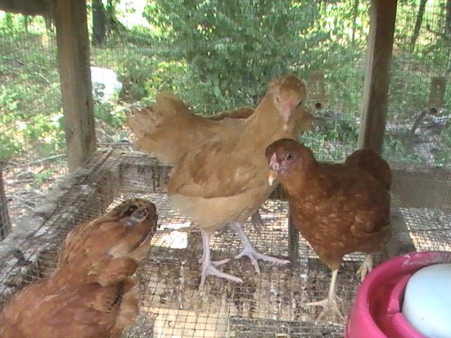 47716_red_chantecler_bantams.jpg