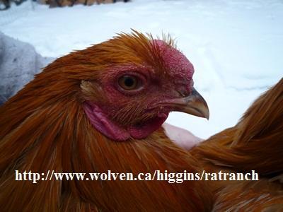 47716_red_chantecler_cockerel_dec_12_2010.jpg