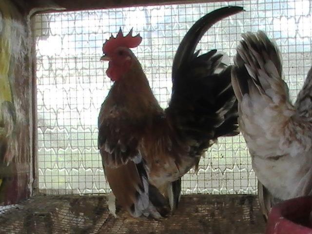 47716_serama_bantams_1.jpg