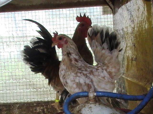 47716_serama_bantams_4.jpg