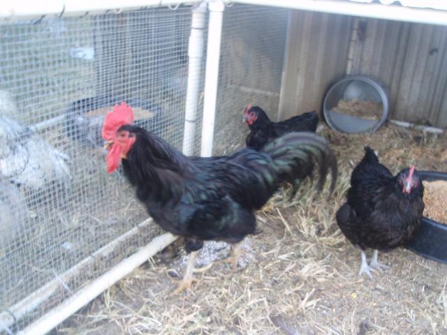 47762_black_java_chickens_fall_2010.jpg