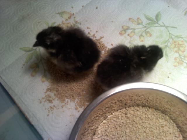 47762_black_java_chicks_hatched_11-14-10.jpg