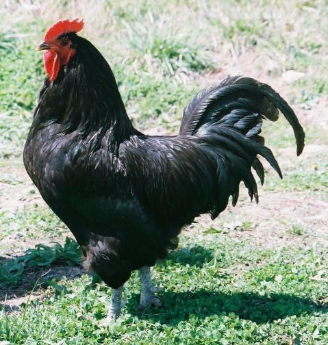 47762_copy_edited_bj_rooster_om_2009.jpg