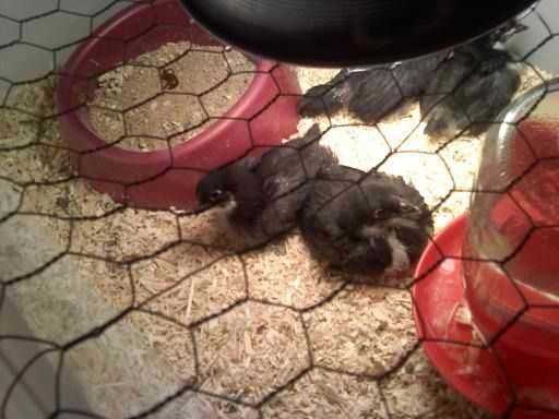 47762_java_chicks_02.jpg
