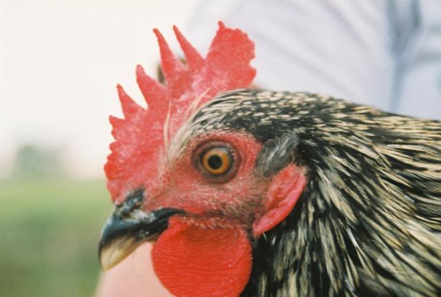 47762_silver_java_rooster_02.jpg