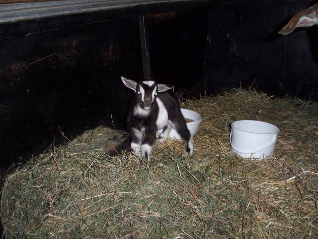 4776_baby_goats_005.jpg