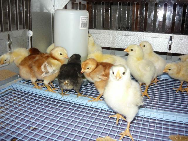 47770_first_hatch.jpg