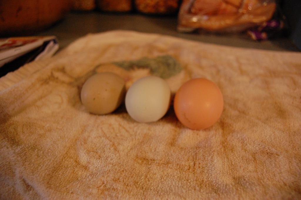 47807_1eggs.jpg