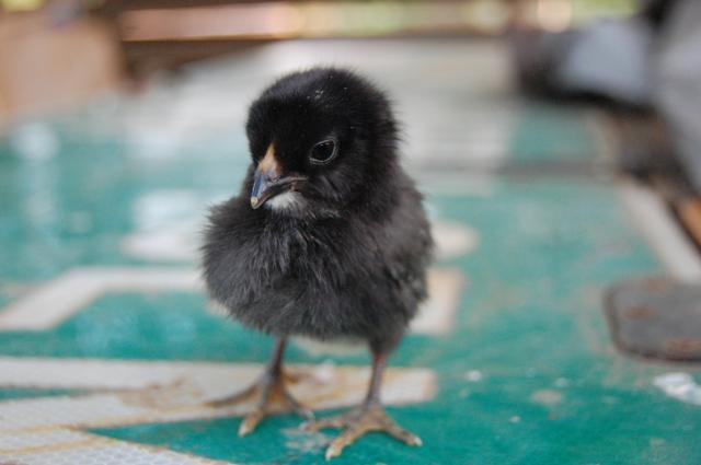 47807_chicks_11.jpg