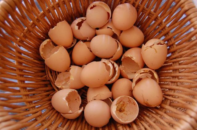 47807_eggs_1.jpg