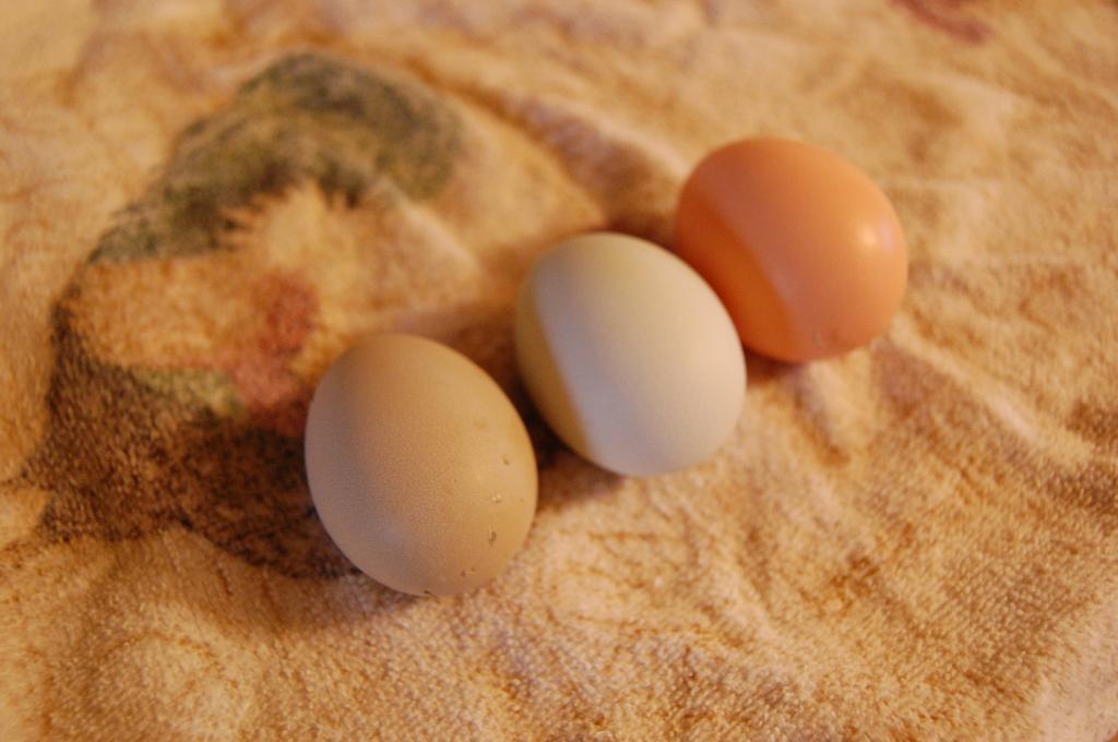 47807_eggs_3.jpg