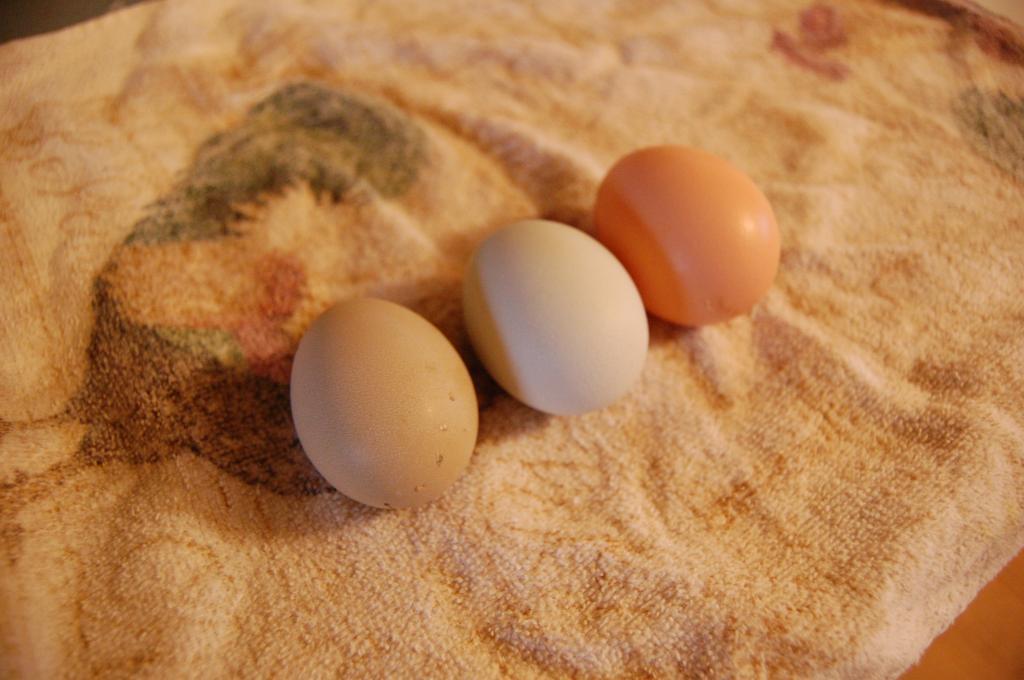 47807_eggs_4.jpg