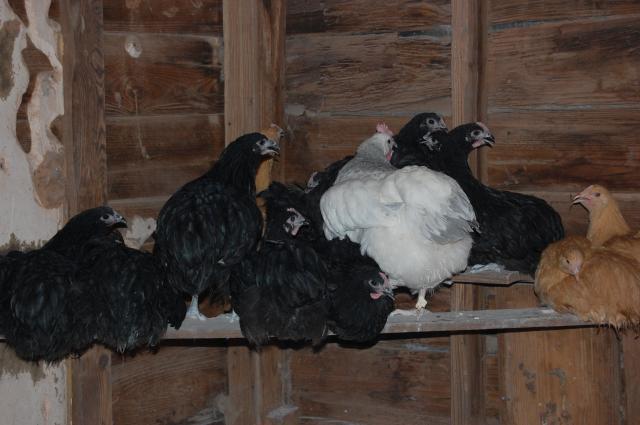 47807_new_chickens.jpg