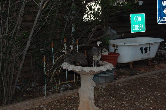47807_peafowl_and_others_6.jpg