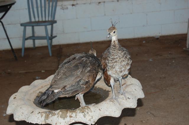 47807_peafowl_and_others_7.jpg