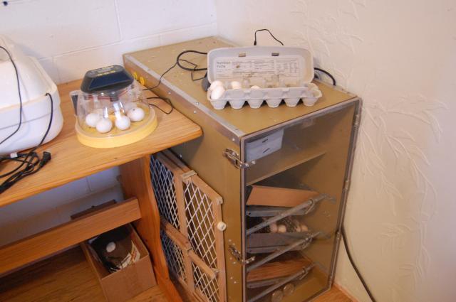 47807_swap_eggs_3.jpg