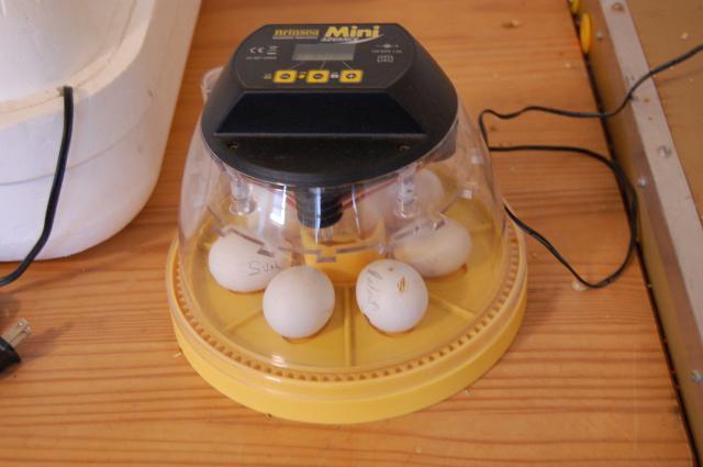 47807_swap_eggs_5.jpg
