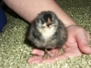 47814_chicks_006a.jpg