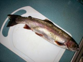 47814_sherisbigtrout.jpg