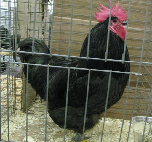 47844_austcockerel4ppba.jpg